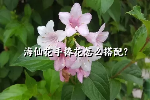 海仙花手捧花怎么搭配？