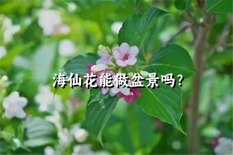 海仙花能做盆景吗？