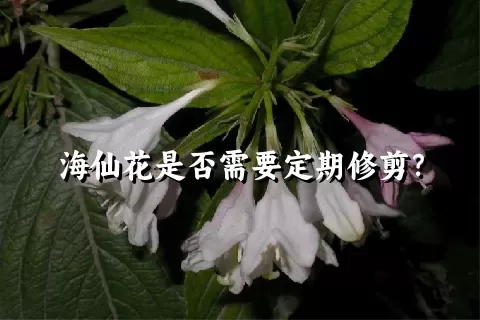 海仙花是否需要定期修剪？