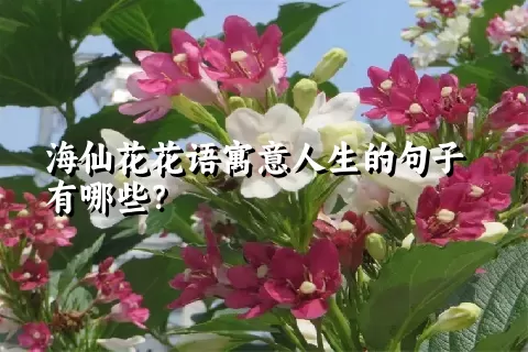 海仙花花语寓意人生的句子有哪些？