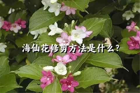 海仙花修剪方法是什么？