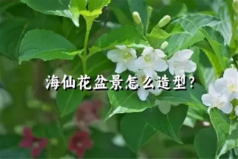 海仙花盆景怎么造型？