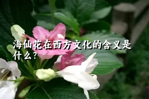 海仙花在西方文化的含义是什么？