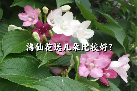 海仙花送几朵比较好？