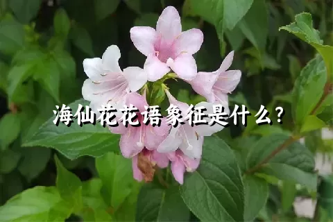 海仙花花语象征是什么？