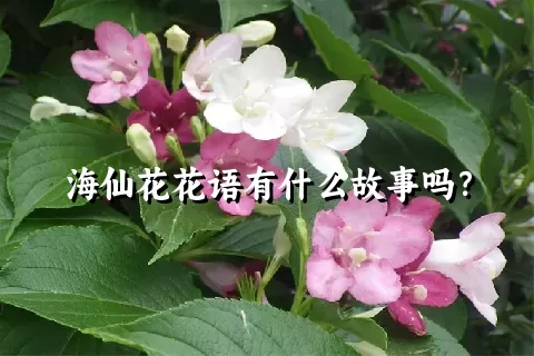 海仙花花语有什么故事吗？