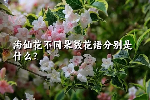 海仙花不同朵数花语分别是什么？