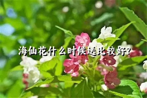 海仙花什么时候送比较好？