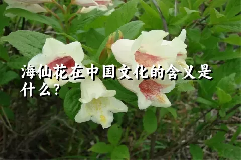 海仙花在中国文化的含义是什么？