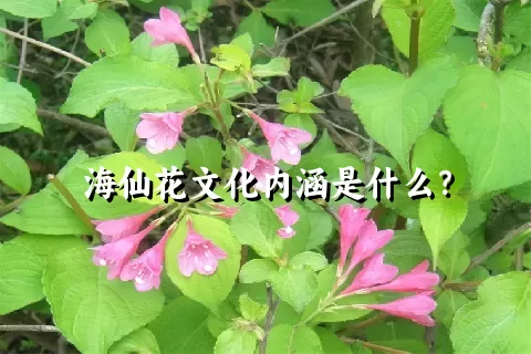 海仙花文化内涵是什么？