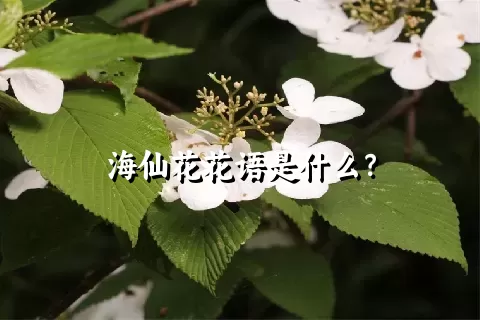 海仙花花语是什么？