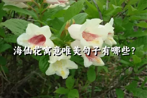 海仙花寓意唯美句子有哪些？