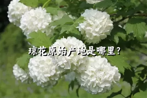 琼花原始产地是哪里？