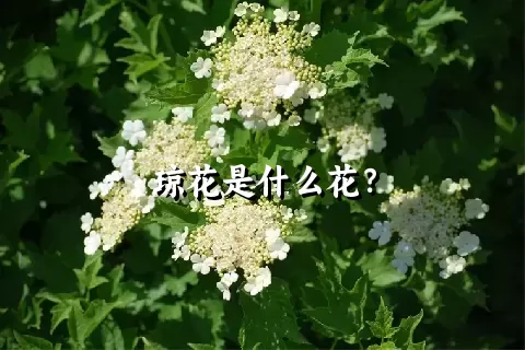 琼花是什么花？