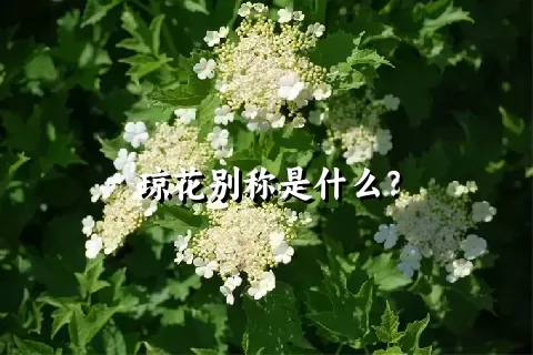 琼花别称是什么？