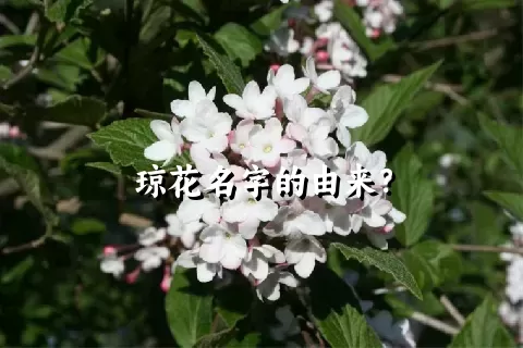 琼花名字的由来？