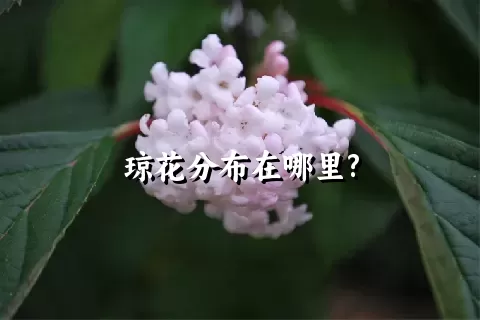 琼花分布在哪里?