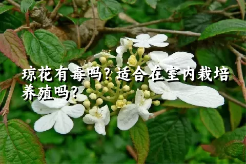 琼花有毒吗？适合在室内栽培养殖吗？