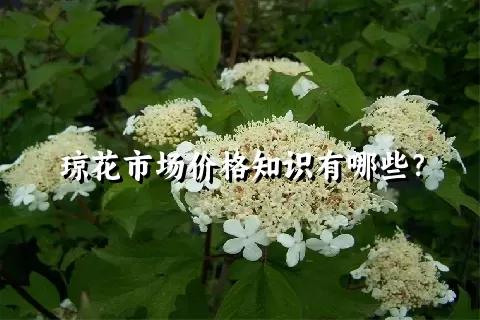 琼花市场价格知识有哪些？