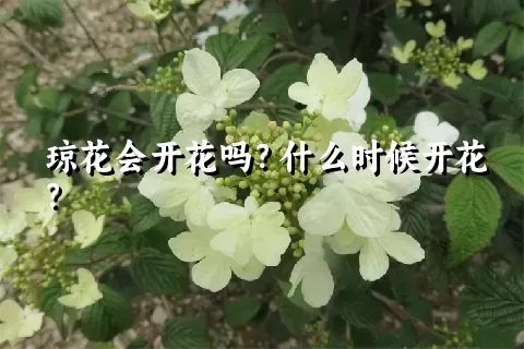 琼花会开花吗？什么时候开花？