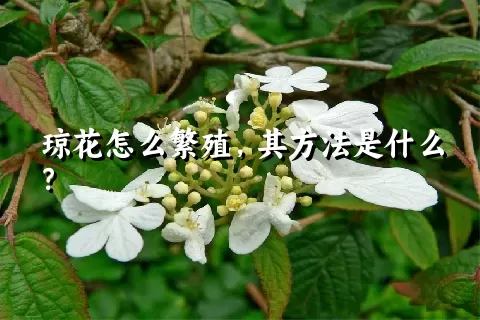 琼花怎么繁殖，其方法是什么？