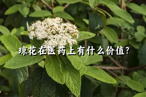 琼花在医药上有什么价值？