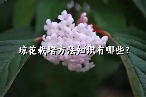 琼花栽培方法知识有哪些？