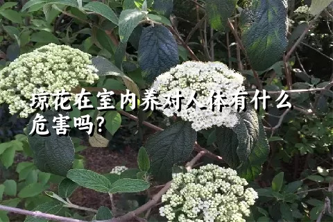 琼花在室内养对人体有什么危害吗？