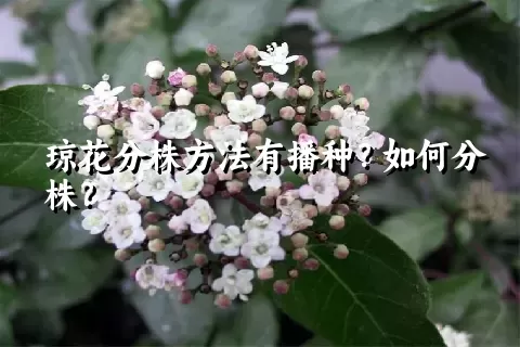 琼花分株方法有播种？如何分株？