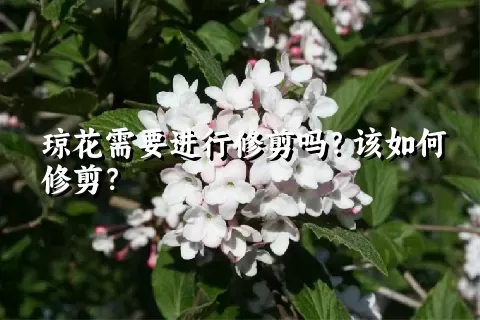 琼花需要进行修剪吗？该如何修剪？