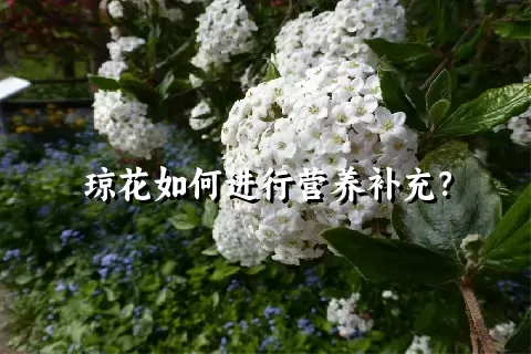 琼花如何进行营养补充？