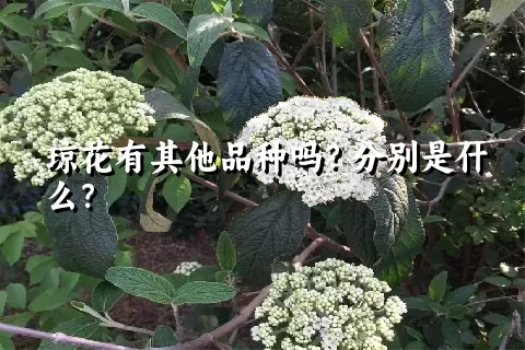 琼花有其他品种吗？分别是什么？