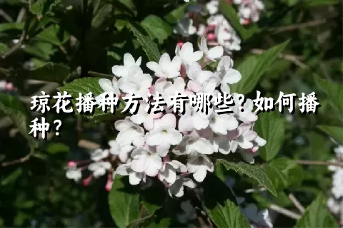 琼花播种方法有哪些？如何播种？