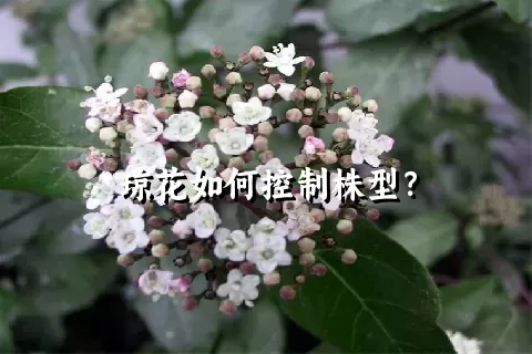 琼花如何控制株型？