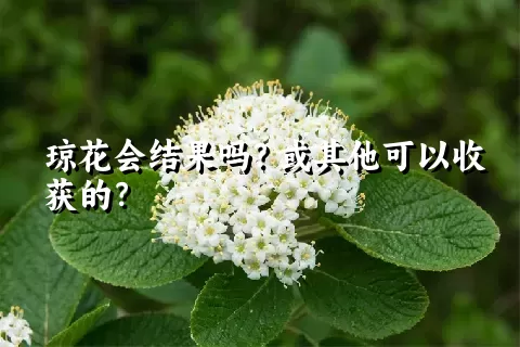 琼花会结果吗？或其他可以收获的？