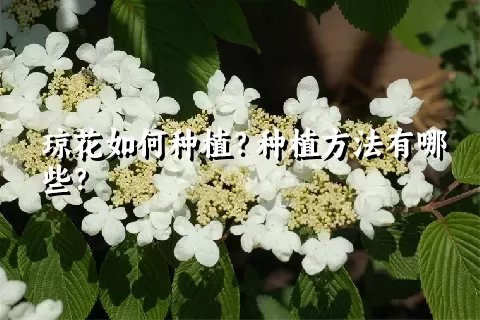 琼花如何种植？种植方法有哪些？