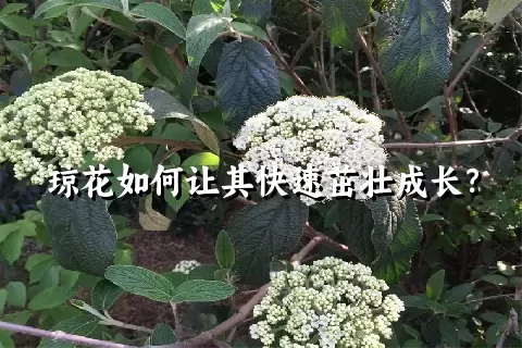 琼花如何让其快速茁壮成长？