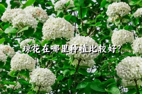 琼花在哪里种植比较好？