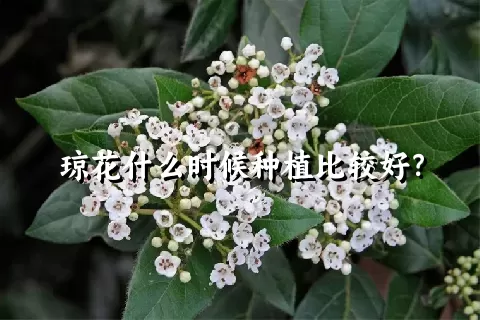 琼花什么时候种植比较好？