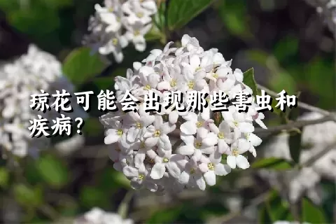 琼花可能会出现那些害虫和疾病？