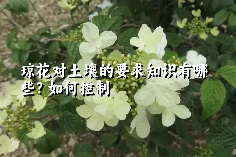 琼花对土壤的要求知识有哪些？如何控制