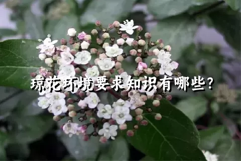 琼花环境要求知识有哪些？