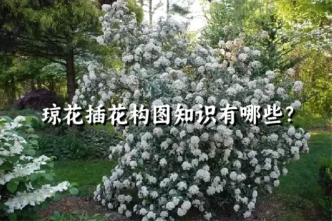 琼花插花构图知识有哪些？