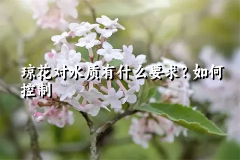 琼花对水质有什么要求？如何控制