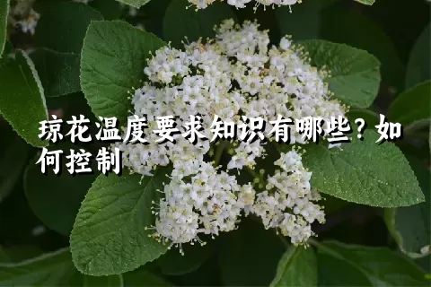 琼花温度要求知识有哪些？如何控制