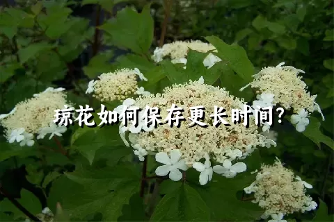 琼花如何保存更长时间？