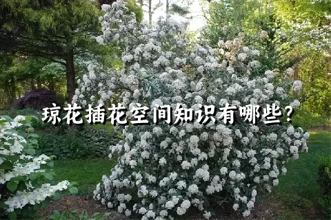 琼花插花空间知识有哪些？