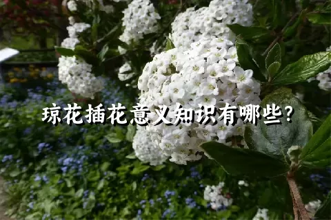 琼花插花意义知识有哪些？