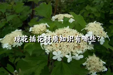 琼花插花材质知识有哪些？