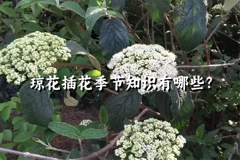 琼花插花季节知识有哪些？